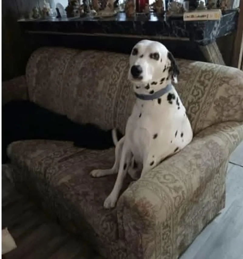 An adult large-sized male Dalmatian dog named Hopper for adoption in Bradenton, FL