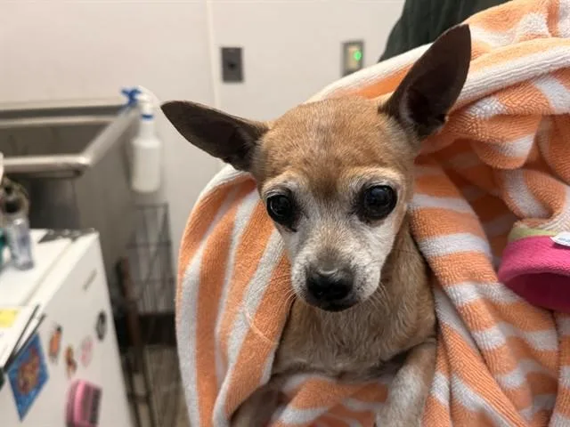 A senior small-sized male Chihuahua dog named Tiny for adoption in Tucson, AZ