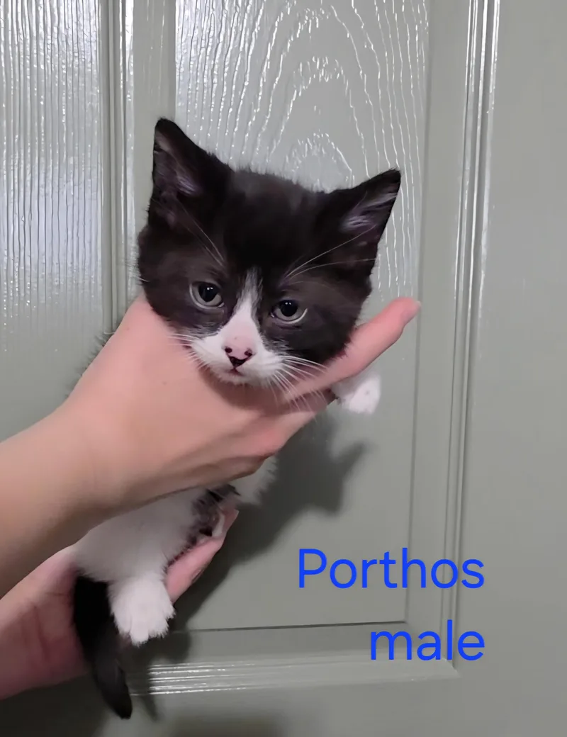 Porthos
