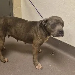 An adult medium-sized female Gray / Blue / Silver Pit Bull Terrier dog named Schotzie for adoption in Norman, OK