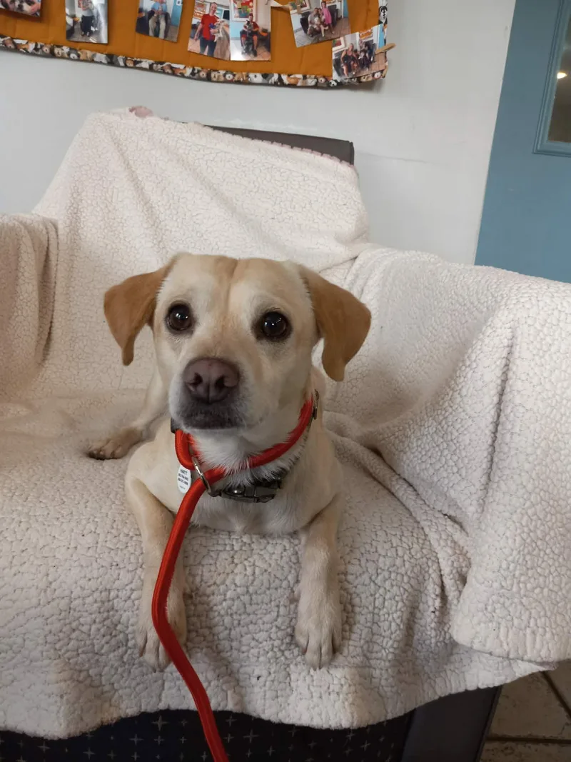 A young small-sized male Apricot / Beige Chiweenie dog named Asher for adoption in Phoenix, AZ