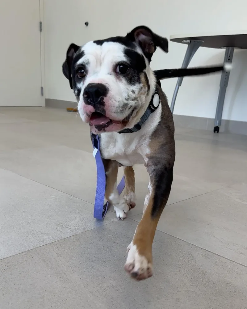 A young medium-sized female Mixed Breed dog named Bonsai for adoption in Evanston, IL
