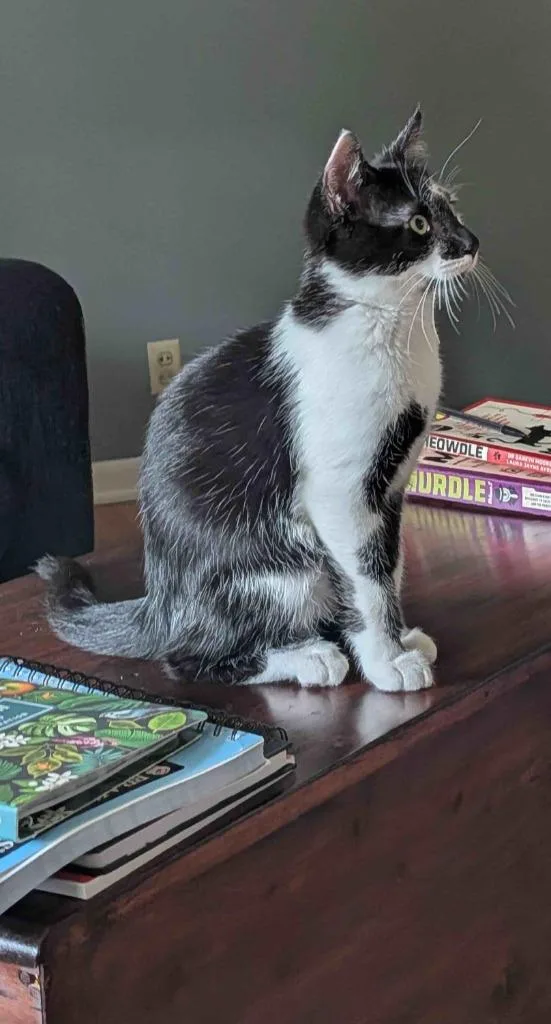 A baby small-sized male Domestic Short Hair cat named Havoc for adoption in Minneapolis, MN