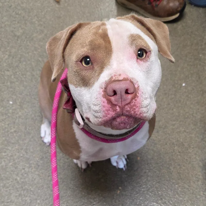 An adult large-sized female Pit Bull Terrier dog named Fleur for adoption in Council Bluffs, IA