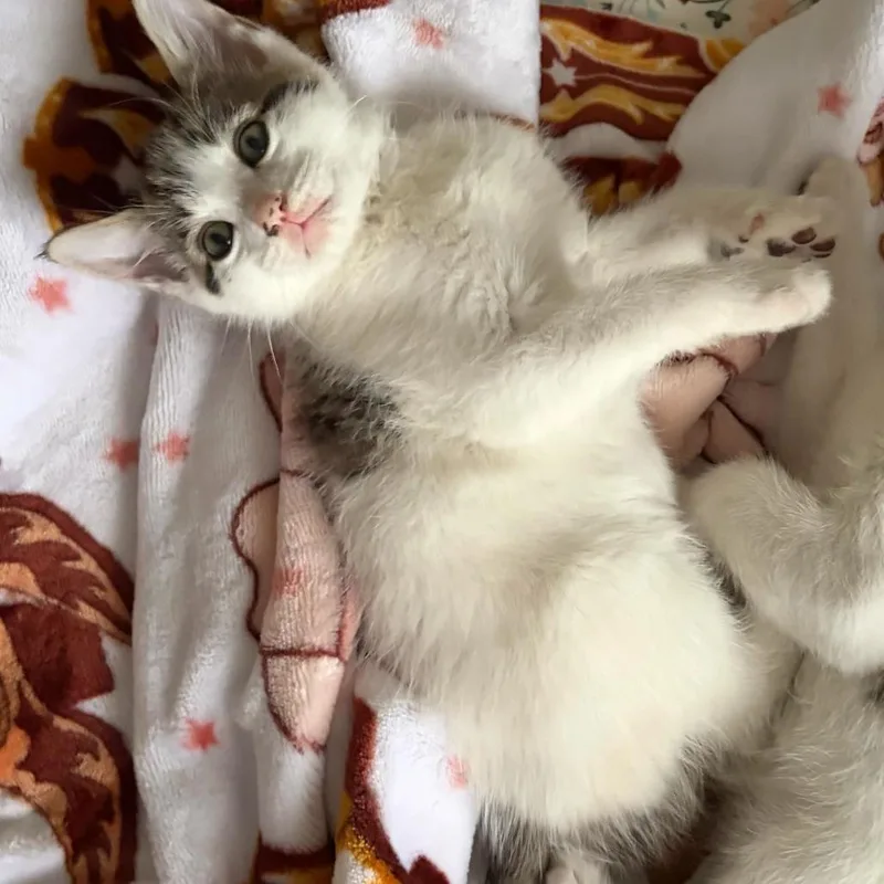 A baby small-sized male Domestic Short Hair cat named Roscoe for adoption in Tallahassee, FL