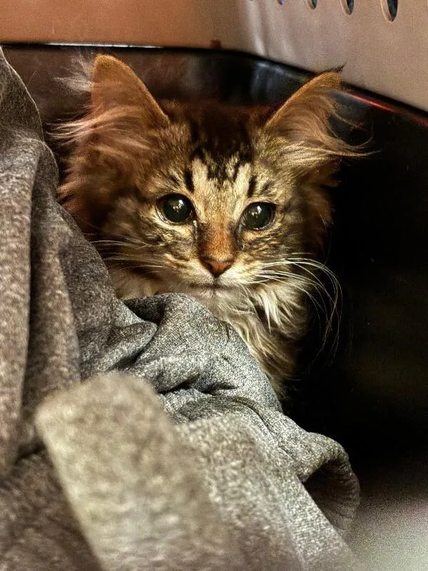 A young small-sized female Tabby (Brown / Chocolate) Domestic Short Hair cat named Major League for adoption in Cincinnati, OH
