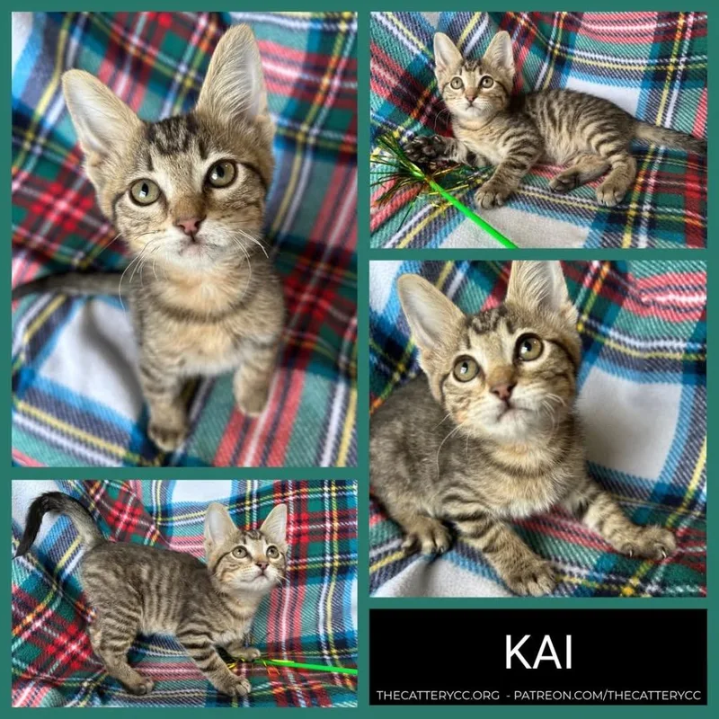 A baby small-sized male Domestic Short Hair cat named Kai for adoption in Corpus Christi, TX