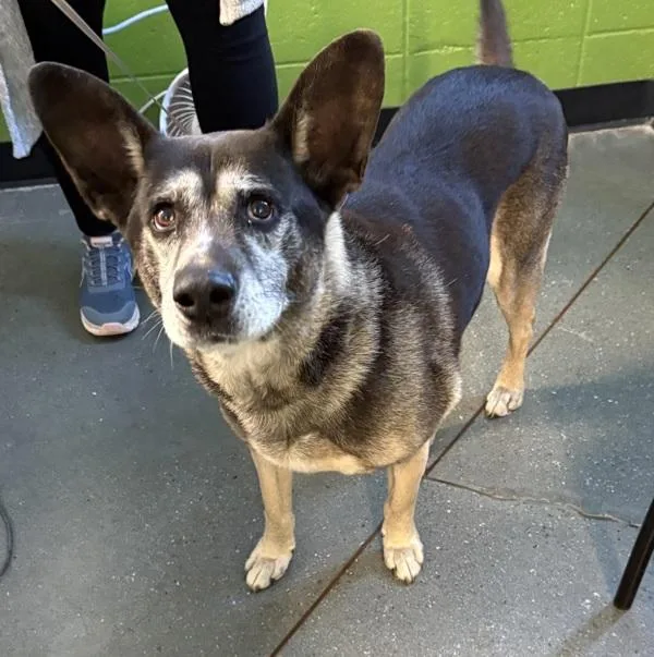 A senior medium-sized male German Shepherd Dog dog named Ic for adoption in Lawrenceville, GA