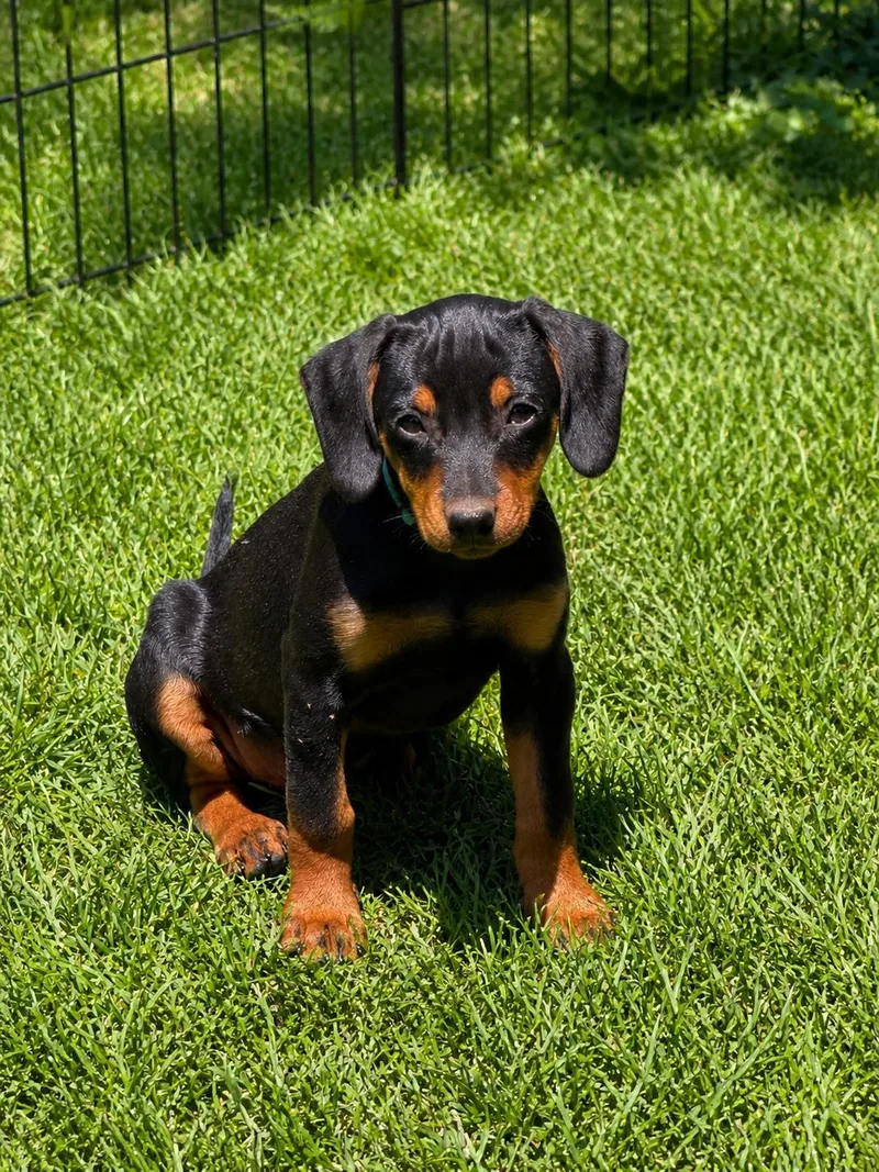 A young medium-sized female Dachshund dog named Roni for adoption in Nashville, TN