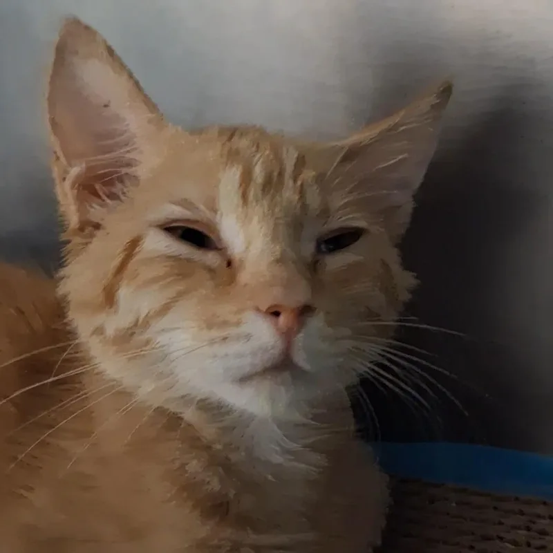 A baby small-sized male Orange / Red Domestic Short Hair cat named Kovu for adoption in West Palm Beach, FL