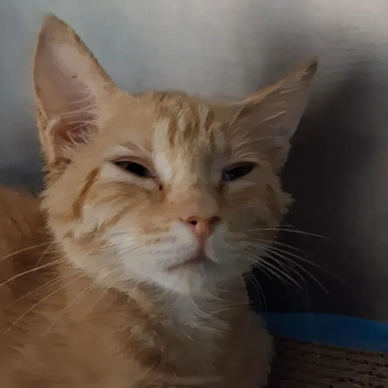 Kovu thumbnail 2