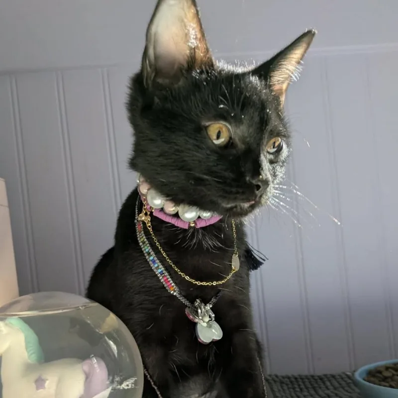 A baby small-sized female Black Domestic Short Hair cat named Wonky Wonky for adoption in Reisterstown, MD