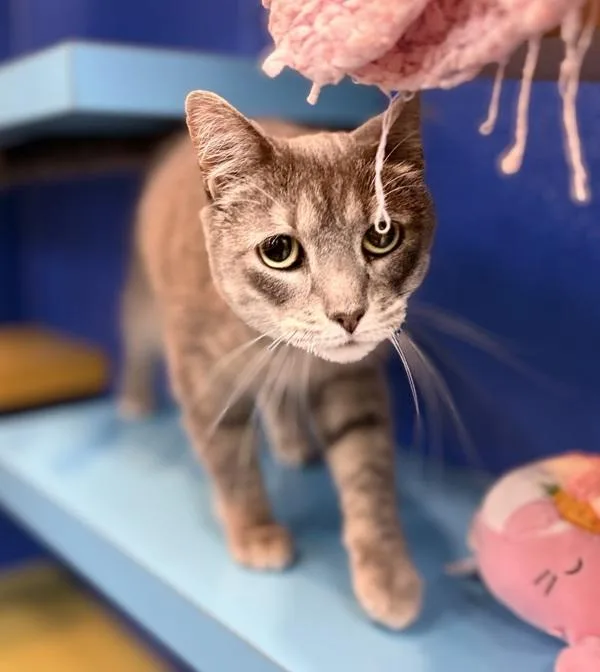 An adult small-sized female Domestic Short Hair cat named Sylas for adoption in Sioux City, IA