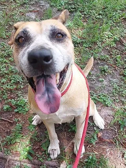 An adult medium-sized female American Staffordshire Terrier dog named Dania for adoption in Fort Lauderdale, FL
