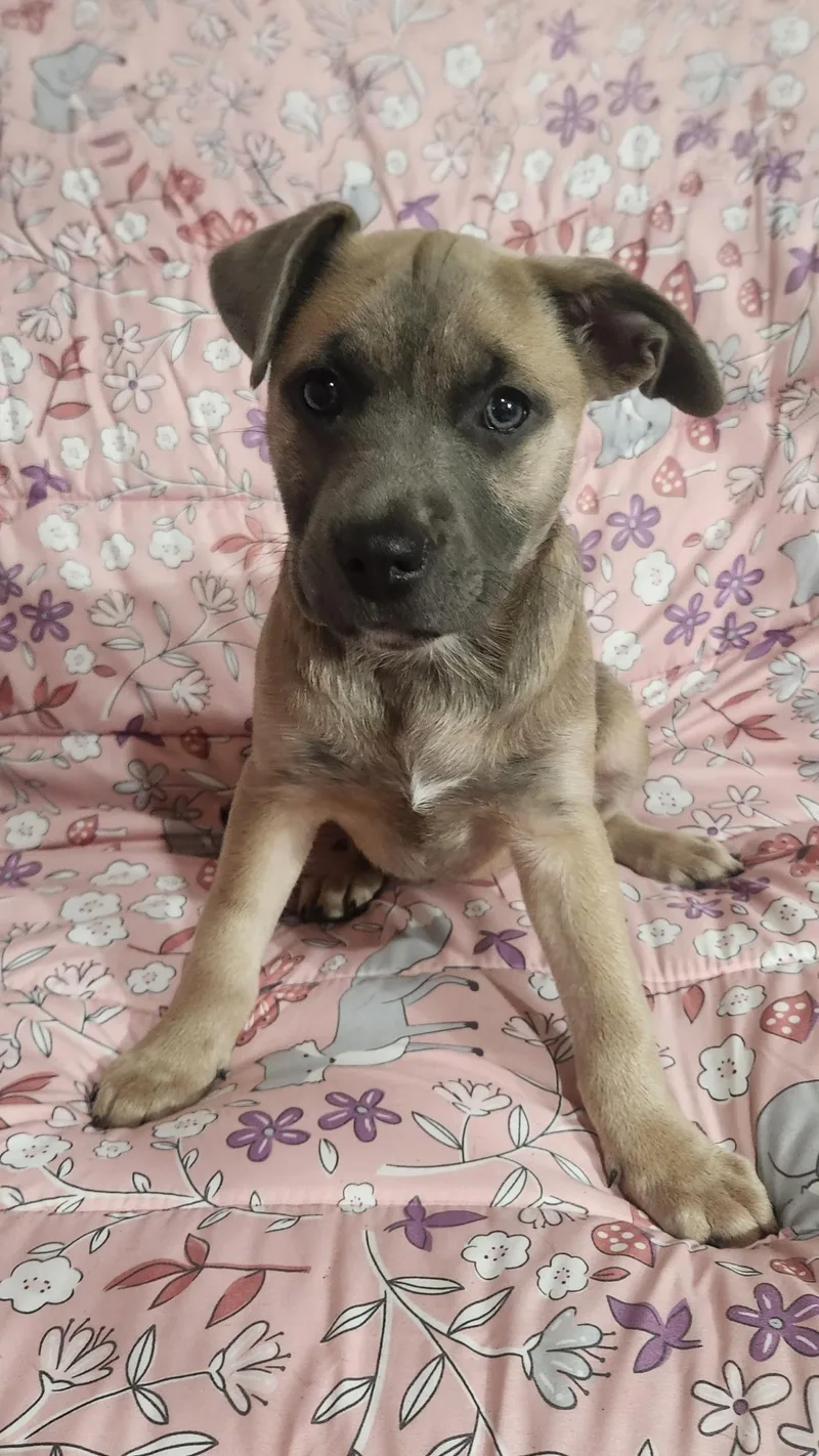 A baby medium-sized female Pit Bull Terrier dog named Sable for adoption in Freeland, MI