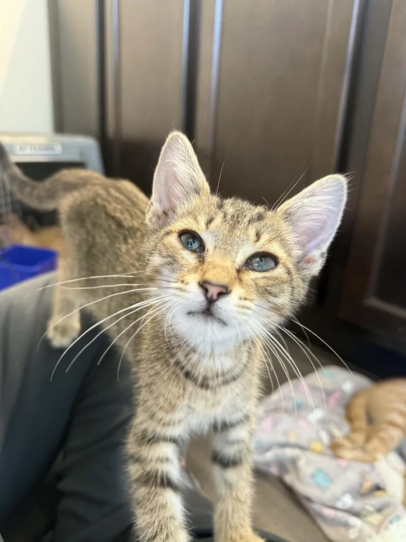 A baby medium-sized male Tabby (Brown / Chocolate) Domestic Short Hair cat named Nigel for adoption in Aberdeen, NC