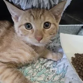 A baby small-sized male Orange / Red Domestic Short Hair cat named Travis for adoption in Fernandina Beach, FL
