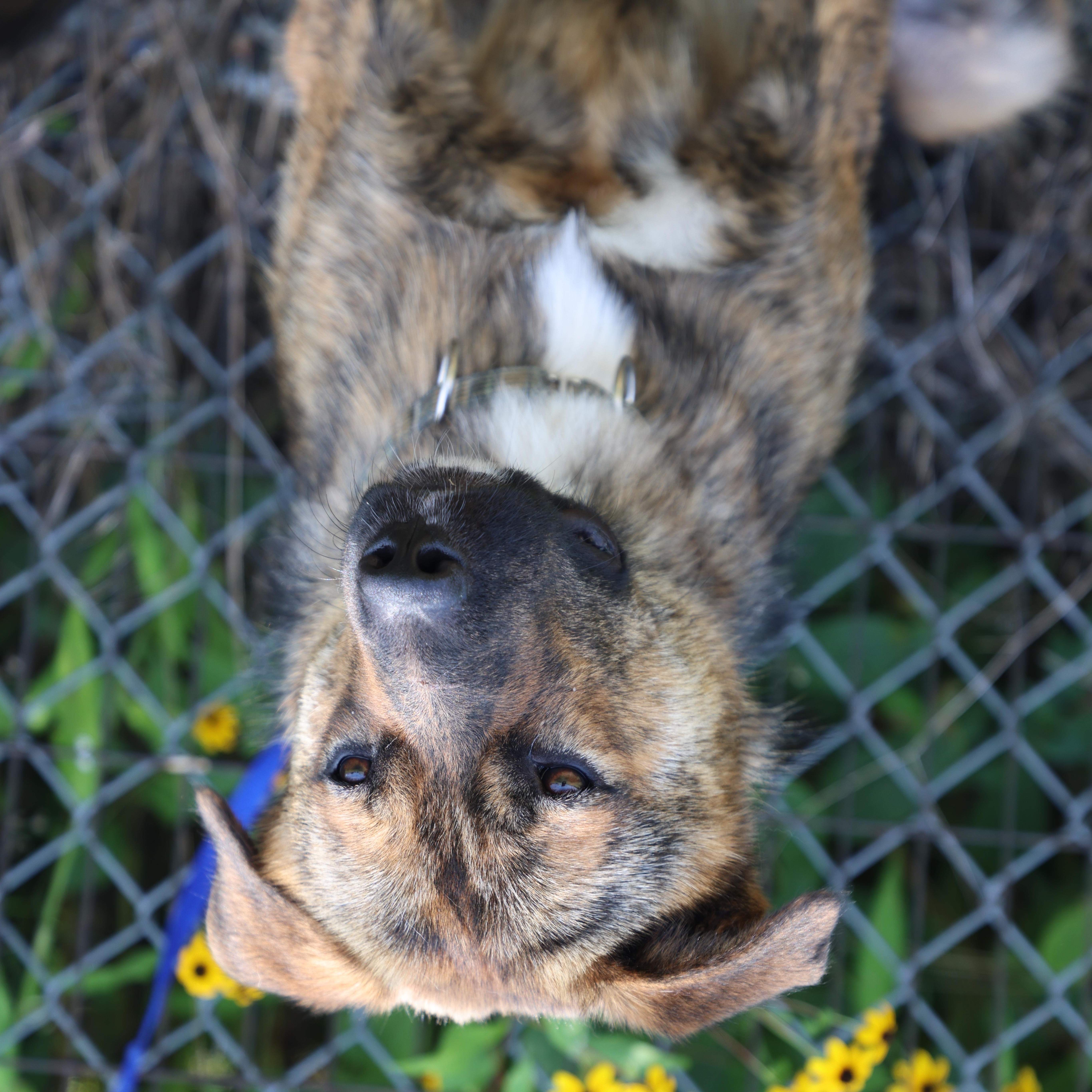 A young medium-sized male Brindle Shepherd dog named Ollie for adoption in Lewisburg, TN