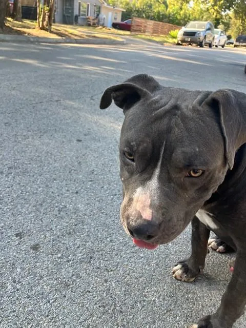 A young large-sized male Pit Bull Terrier dog named Gator for adoption in Dallas, TX