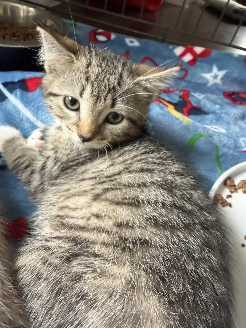 A baby medium-sized female Tabby (Brown / Chocolate) Domestic Short Hair cat named Pip for adoption in Southold, NY