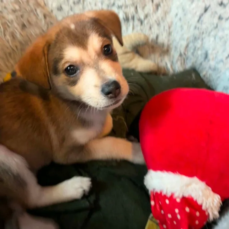 A baby medium-sized female Brown / Chocolate Husky dog named Denali RW for adoption in Austin, TX