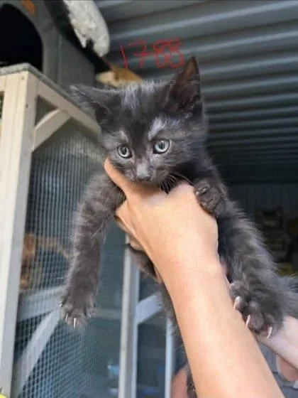 A baby small-sized male Domestic Short Hair cat named Twister for adoption in East Montpelier, VT