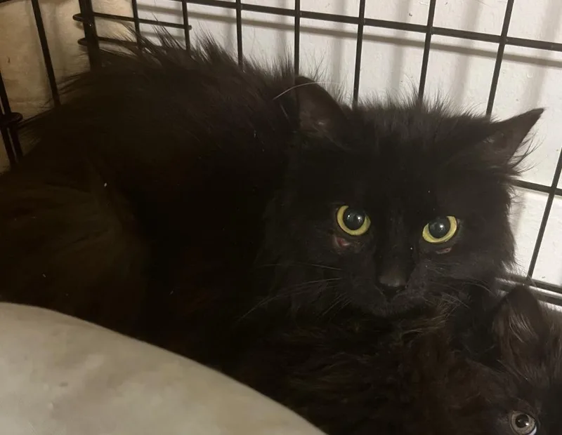 A young medium-sized female Domestic Long Hair cat named Rowena for adoption in Windsor, CT