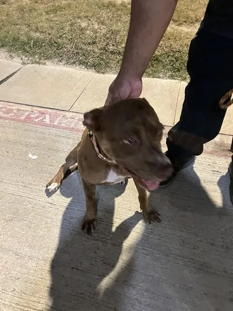 A young small-sized female Mixed Breed dog named Roseann for adoption in Dallas, TX