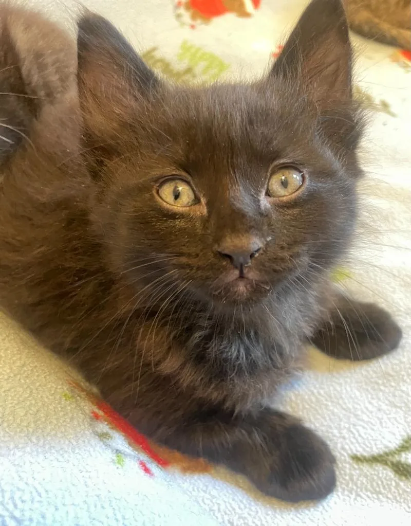 A baby small-sized male Domestic Short Hair cat named Ozzi for adoption in Thousand Oaks, CA
