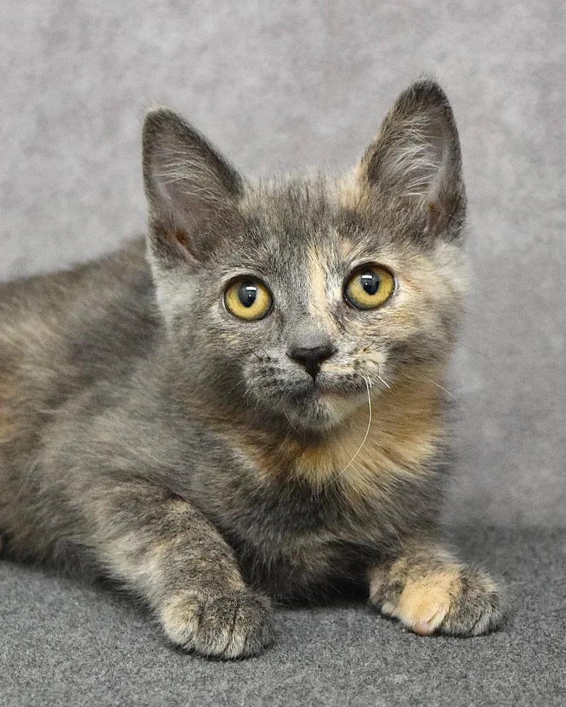 A baby medium-sized female Dilute Tortoiseshell Domestic Short Hair cat named Henrietta Pussycat for adoption in Dublin, CA