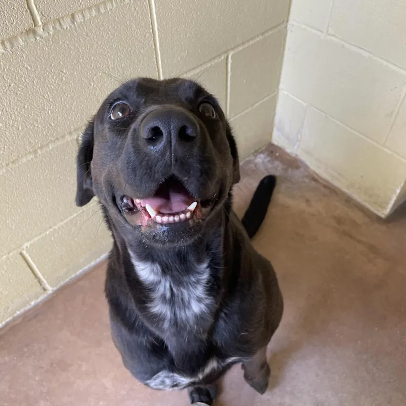 An adult medium-sized female Black Black Labrador Retriever dog named Nadine for adoption in Kyle, TX