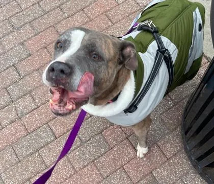 A senior large-sized female Gray / Blue / Silver Pit Bull Terrier dog named Vickie for adoption in Kansas City, MO