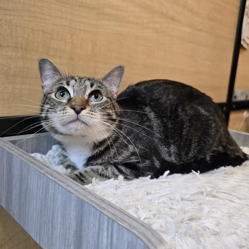 A young medium-sized female Tabby (Brown / Chocolate) Tabby cat named Tammy for adoption in Warr Acres, OK