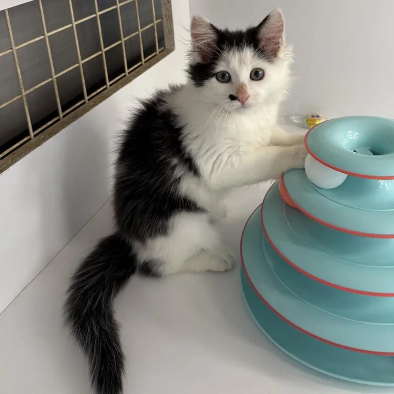 A baby small-sized female White Domestic Short Hair cat named Titi for adoption in Philadelphia, PA
