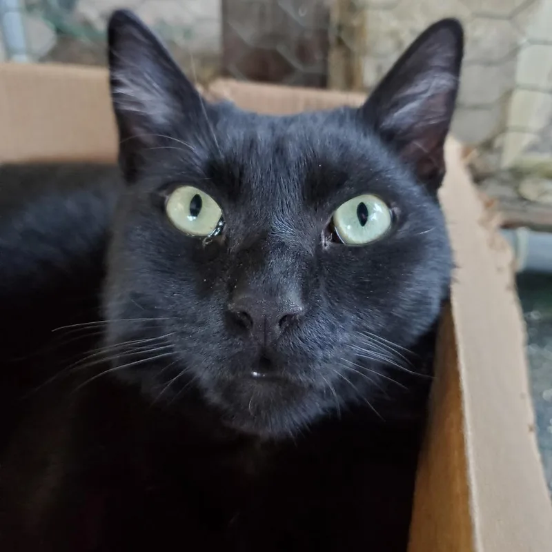 An adult small-sized male Black Domestic Short Hair cat named Peloton for adoption in Brea, CA