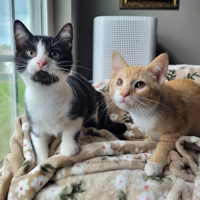 A baby medium-sized male Black & White / Tuxedo Domestic Short Hair cat named Mufasa & Malcom for adoption in Whitestown, IN