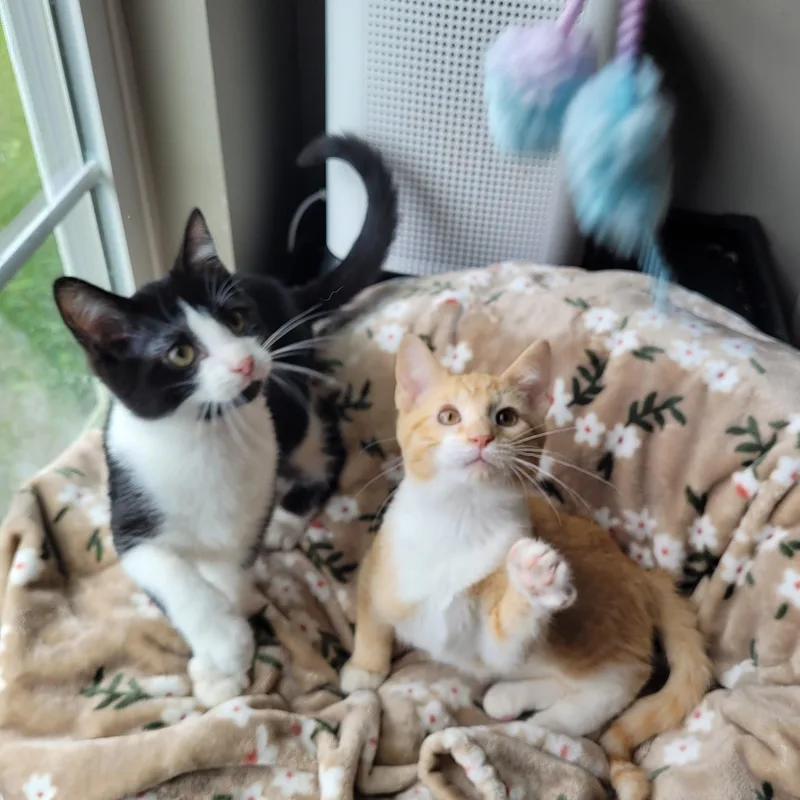 Mufasa & Malcom thumbnail 2