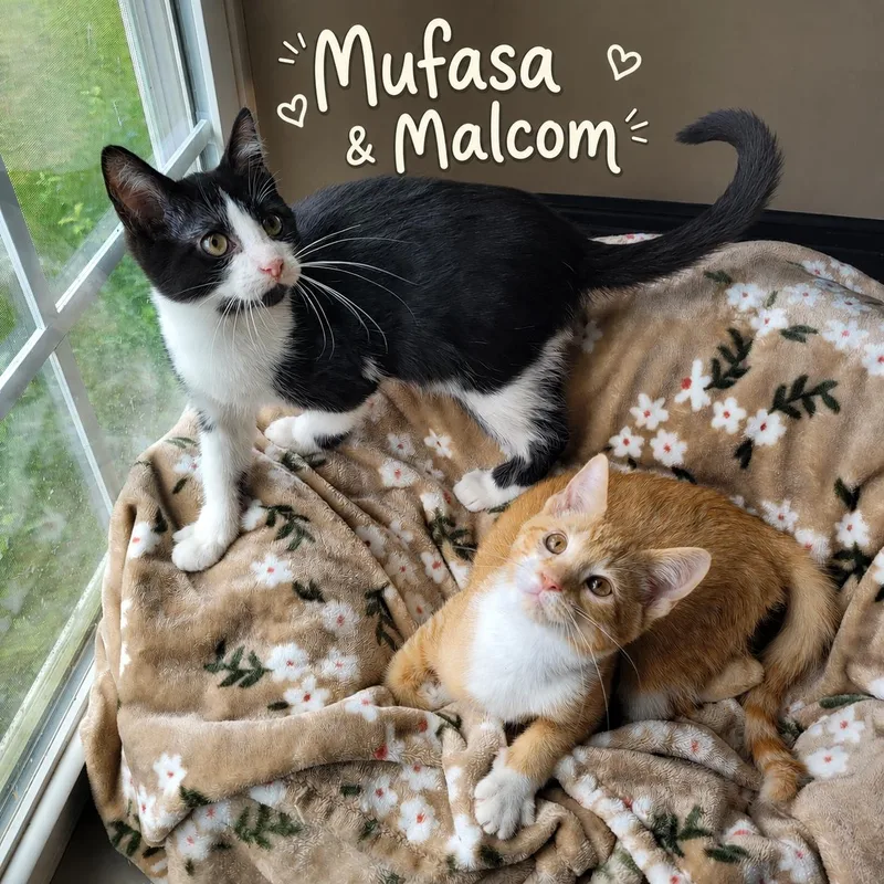 Mufasa & Malcom thumbnail 4