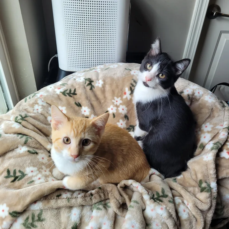 Mufasa & Malcom thumbnail 5