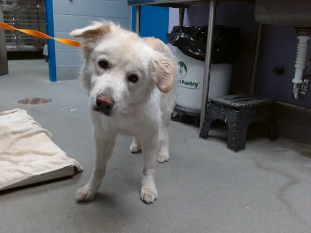 An adult medium-sized female Great Pyrenees dog named Maggie for adoption in Albuquerque, NM