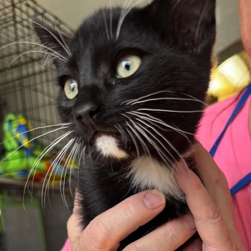 A baby small-sized male Domestic Short Hair cat named Nico for adoption in Carlin, NV