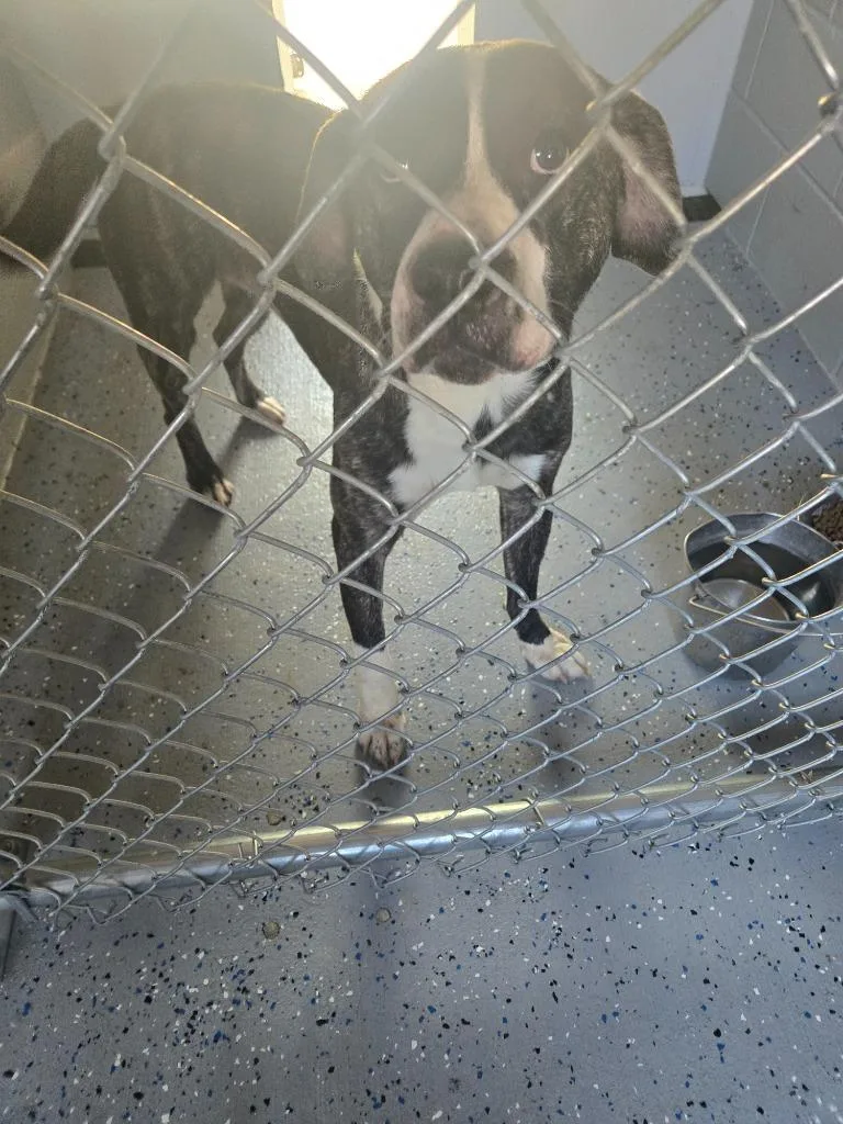 A young large-sized male Pit Bull Terrier dog named Stallone for adoption in Greencastle, IN