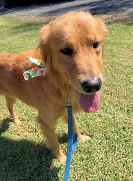 An adult medium-sized male Golden Retriever dog named Peeta for adoption in Los Angeles, CA