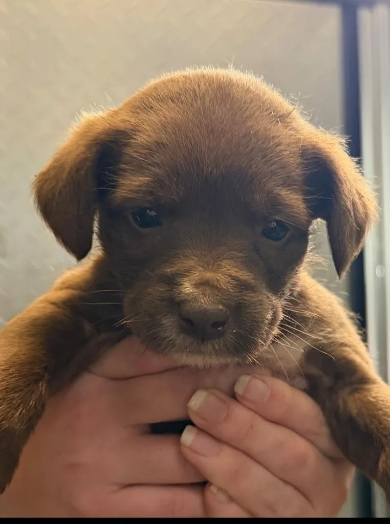 A baby small-sized female Mixed Breed dog named Arabesque for adoption in Henderson, NC