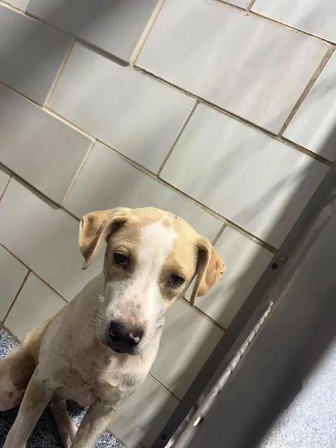 A young medium-sized male Mixed Breed dog named Canon for adoption in Charlotte, NC