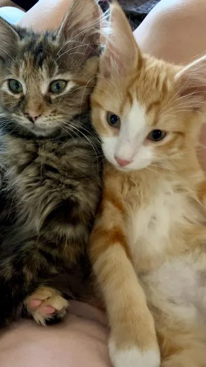 Thunderpurr