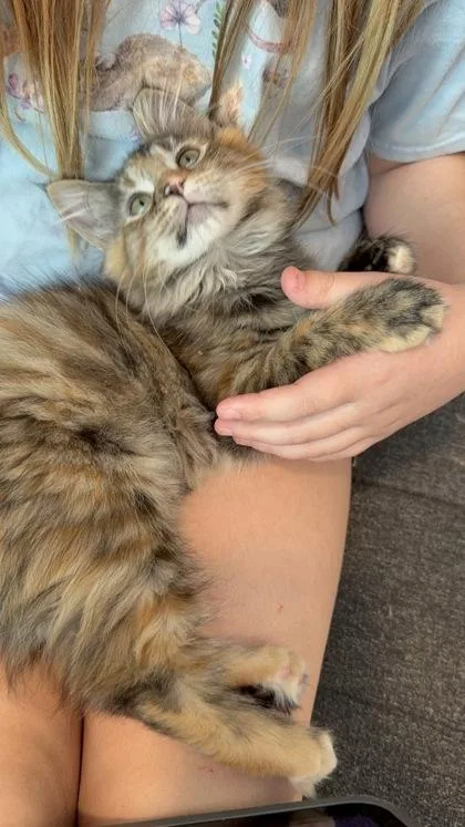 Thunderpurr thumbnail 3