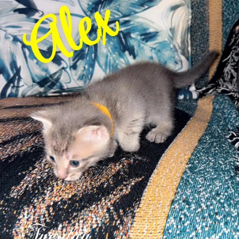 A baby small-sized male Gray / Blue / Silver Domestic Short Hair cat named Alex for adoption in Greenfield, IN