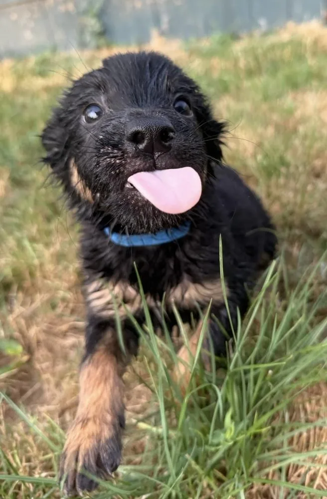 A baby medium-sized male Tricolor (Brown, Black, & White) Shepherd dog named Thursday for adoption in Cheektowaga, NY