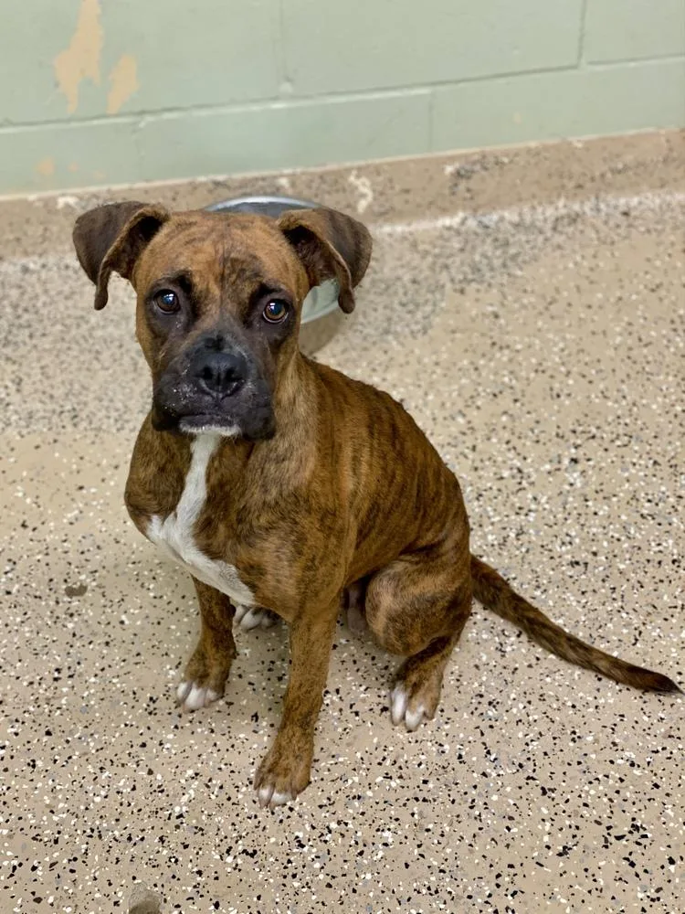 A young medium-sized female Brindle Boxer dog named Teague for adoption in Hewitt, TX